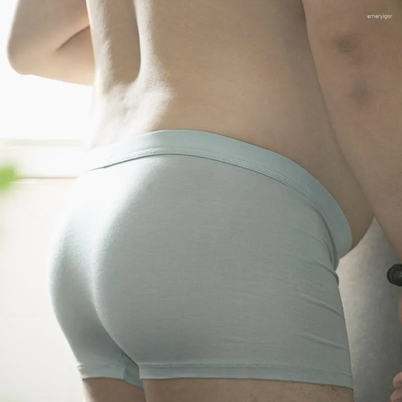 Gorditos outlet en boxer