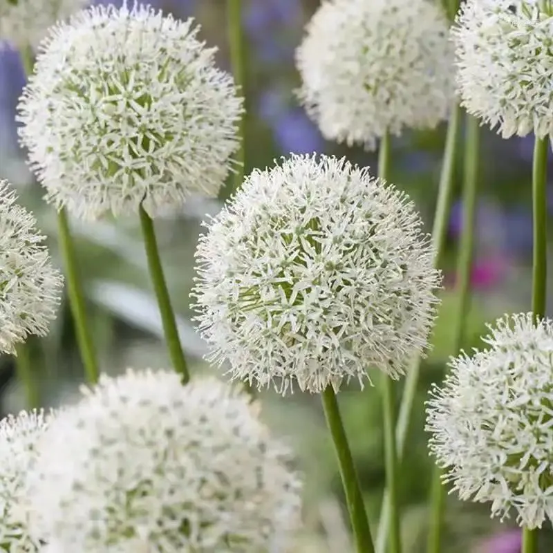 Dekoracyjne kwiaty symulowane białe duże czerwone zielone cebulę sztuczne rośliny Bonsai allium giganteum domowe przyjęcie ślubne dekoracja ślubna