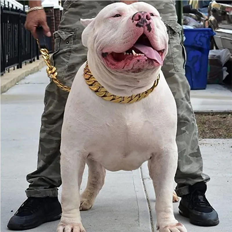 Cuban link store dog choker