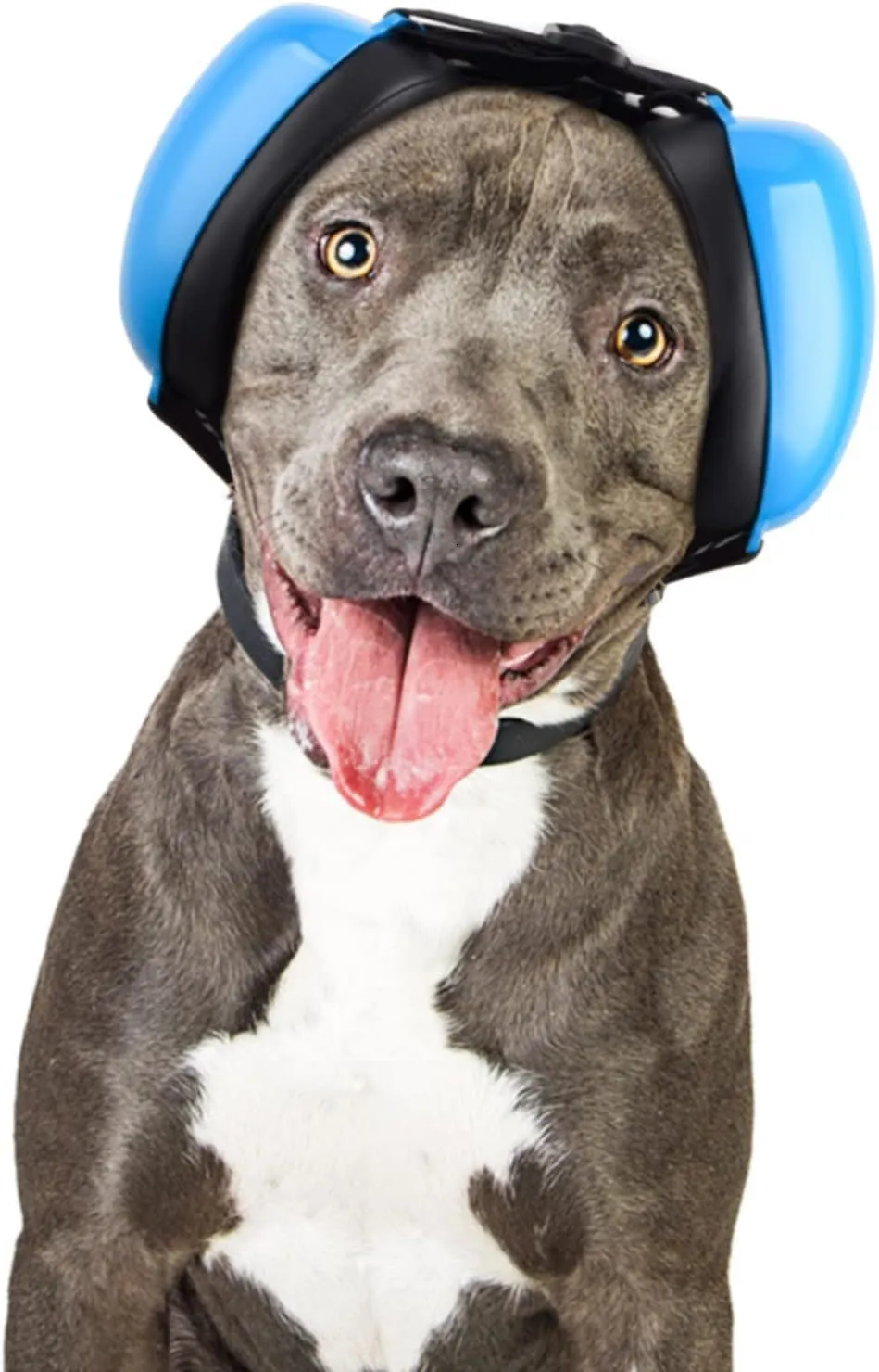 Casque anti bruit chien