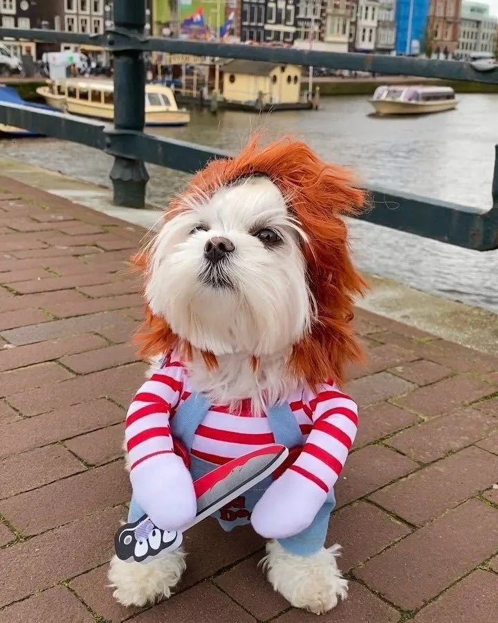 Dog Apparel Csplay Deadly Doll with Knife Small and Medium Dogs Dog Funny Pet Costume Cat Pet Clothes 230919