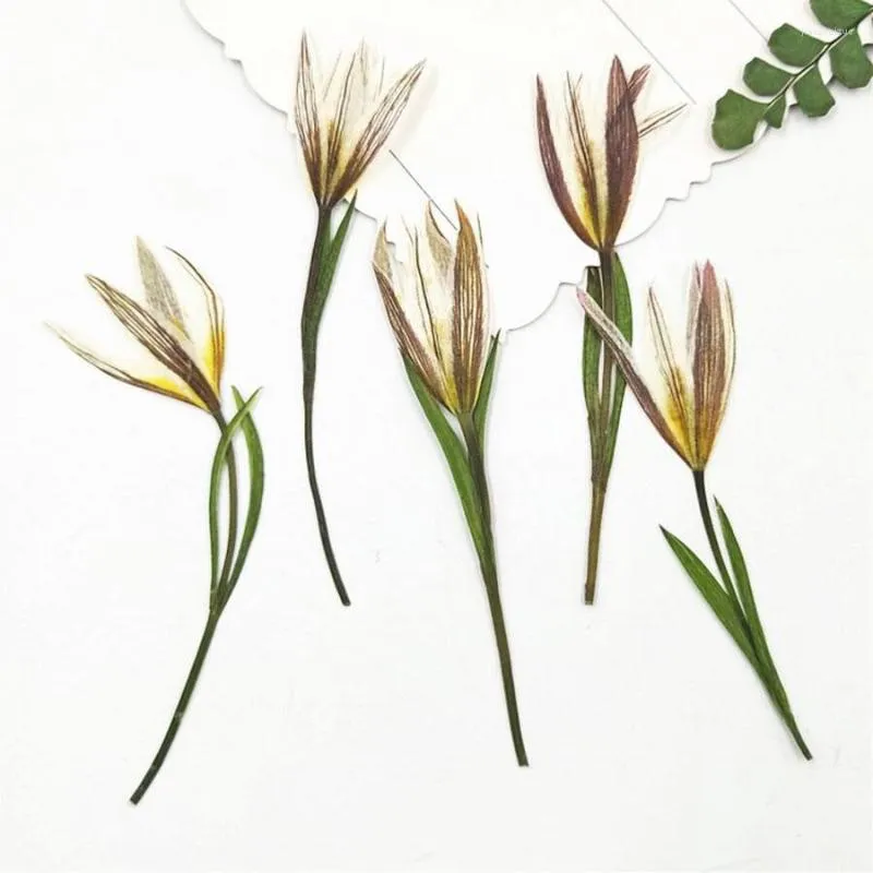 Decorative Flowers 60pcs Pressed Dried Lily Flower With Stalks For Epoxy Resin Jewelry Making Postcard Po Frame Craft DIY Accessories