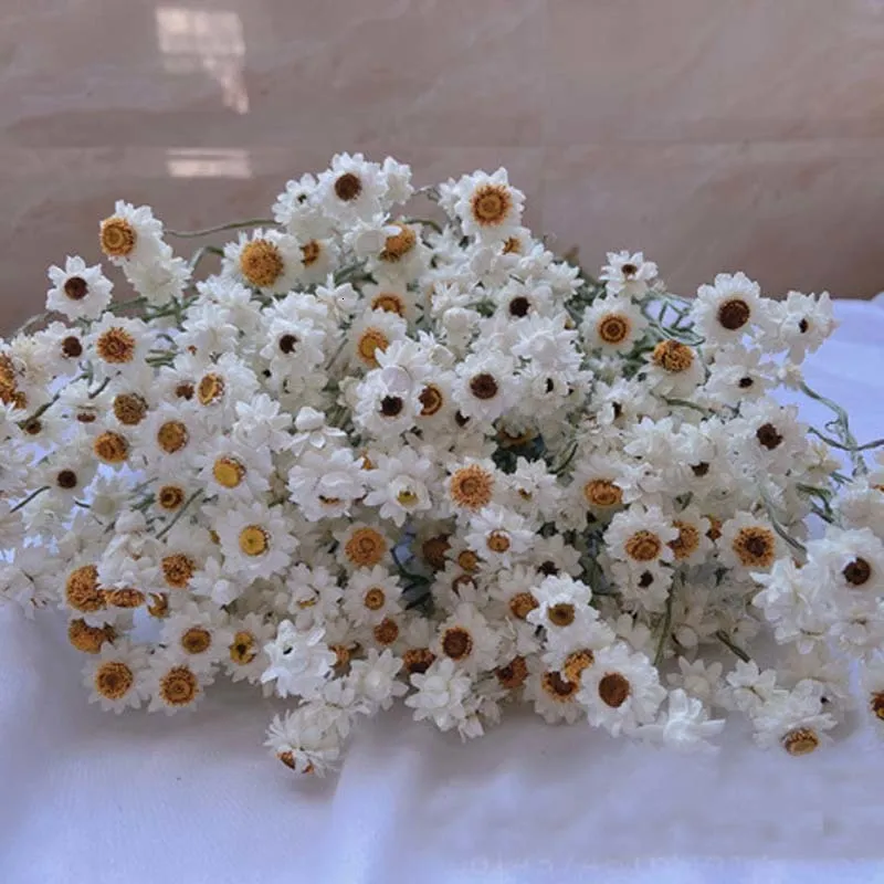 Faux kwiatowa zieleń Ponad 60 główek/pakiet prawdziwy naturalny suszony biały cineraria kwiat bukiet suche róże dekoracja kwiatowa dom 230926
