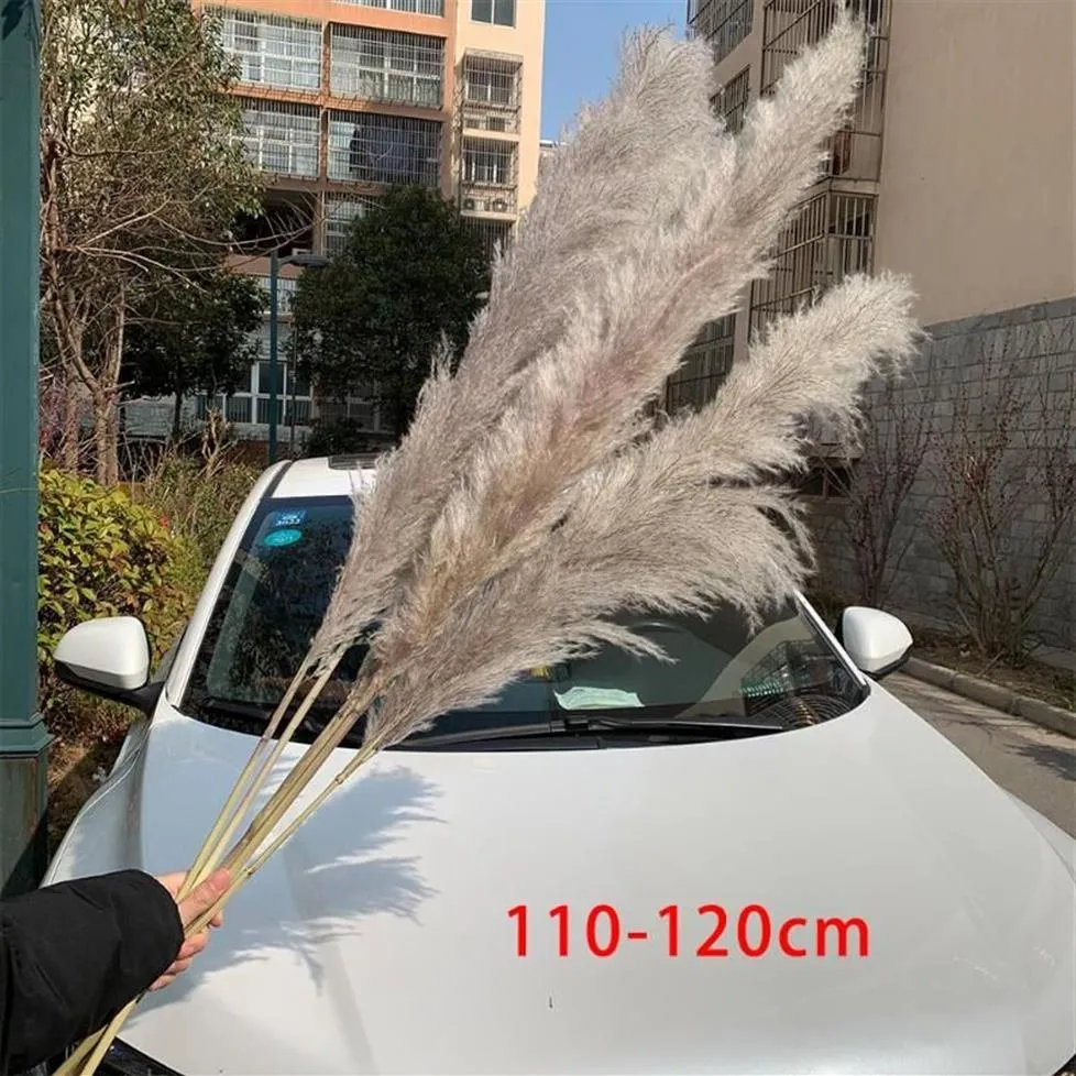 Extra Large Pampas Grass 120cm Grey White Color Fluffy Natural Dried Flowers Bouquet Boho Vintage Style for Wedding Home Decor247j