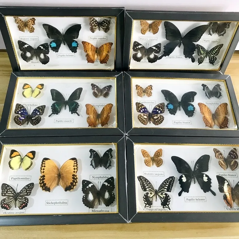 Objets décoratifs Figurines Joli papillon Réel spécimen Collection de matériel éducatif/Spécimen de papillon Oeuvre Matériel Décor 230926