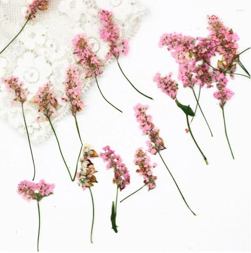 Decorative Flowers 120pcs Pressed Dried 4-6cm Pink Buckwheat Flower Plant Herbarium For Jewelry Postcard Invitation Card Phone Case Bookmark