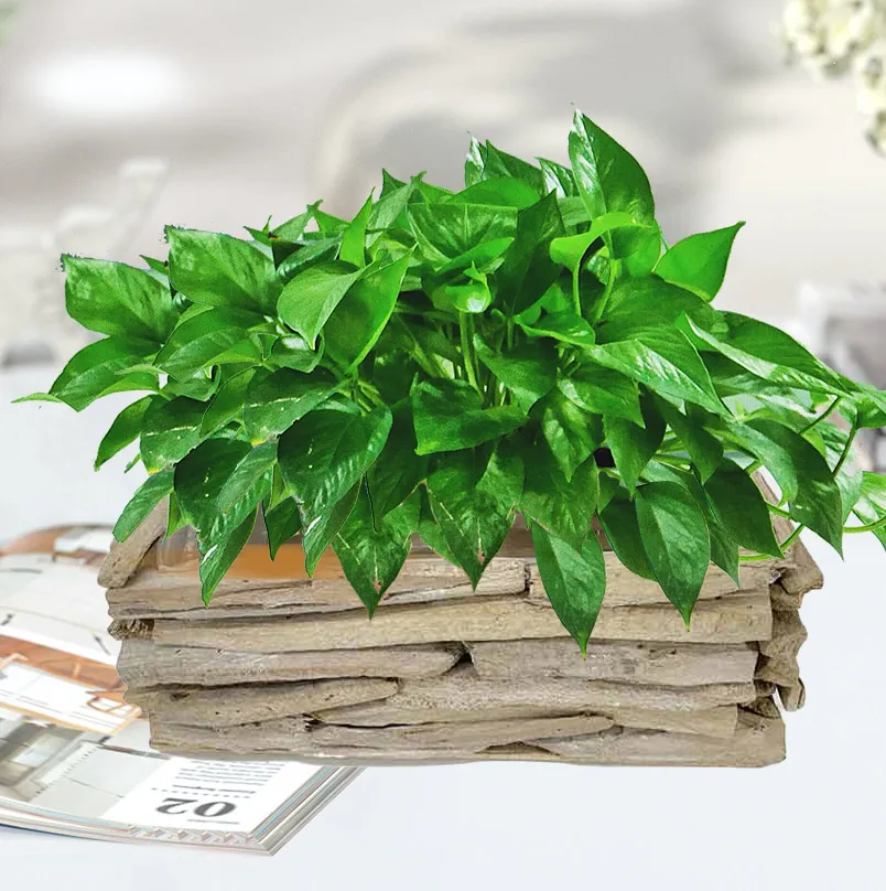Fioriere POTS produttori direttamente per giardino di betulla personalizzato piantaggio di vasi di giardinaggio creativo