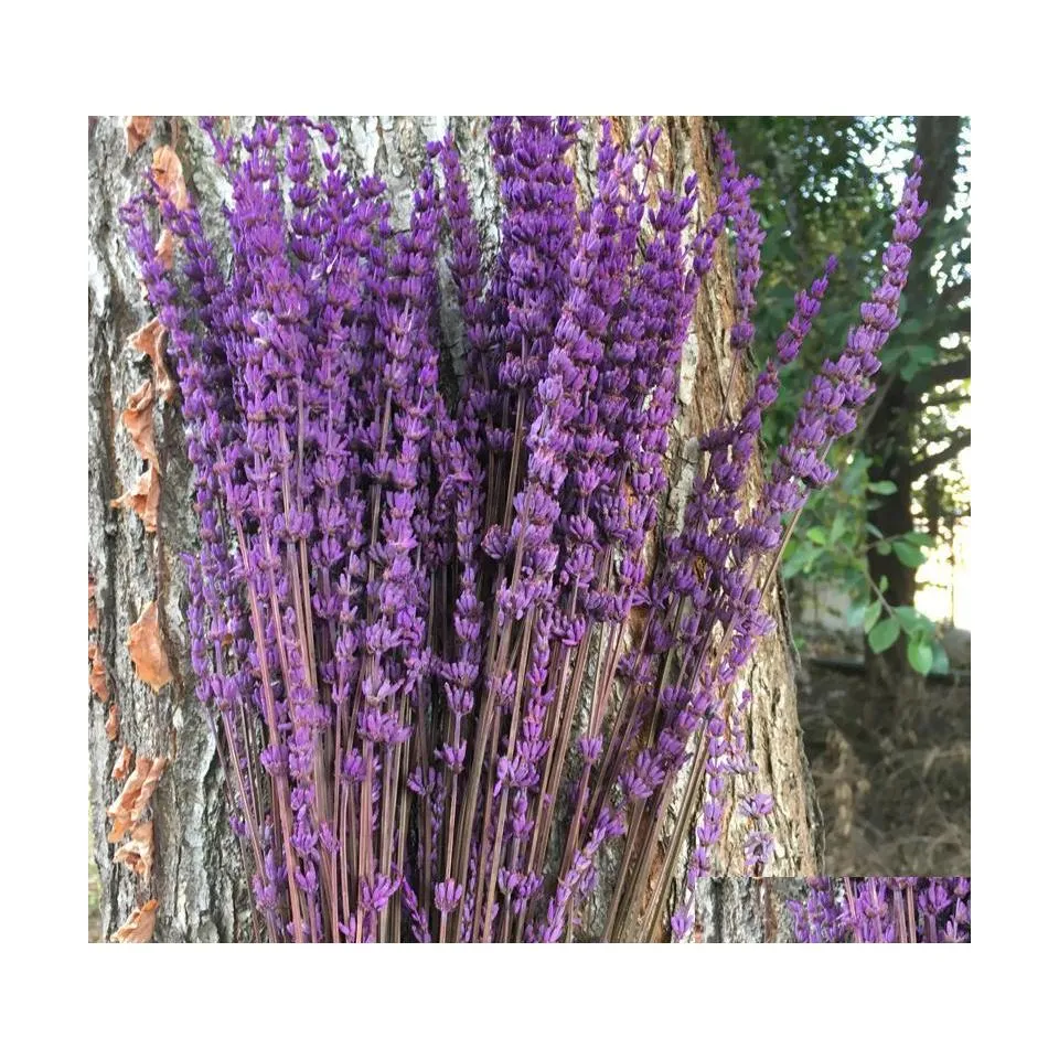 Dekorativa blommor kransar 70 st/35 cm bevarad f￤rsk lavendel DIY Eternelle Flore Wedding Favor Flower Road Home Decor.bevarad DHXW6
