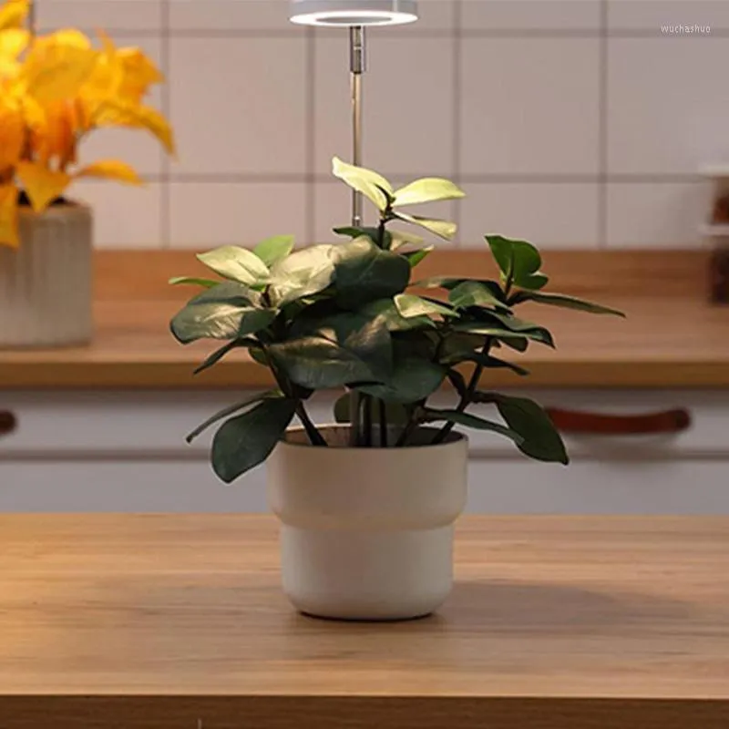 성장 조명 천사 반지 실내 식물을위한 성장하는 천사 반지 USB Dimmable Full Spectrum Halo Plant Lamp 타이머 꽃 화분에 씨앗 빛