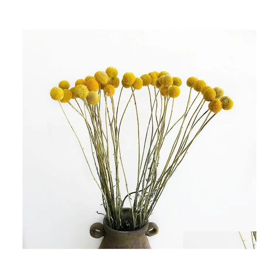 Decorative Flowers Wreaths Natural Fresh Dried Craspedia Globosa Flower Bouquets Plant Bunch Billy Buttons Golden Sphere Floral Fo Dh0Vx