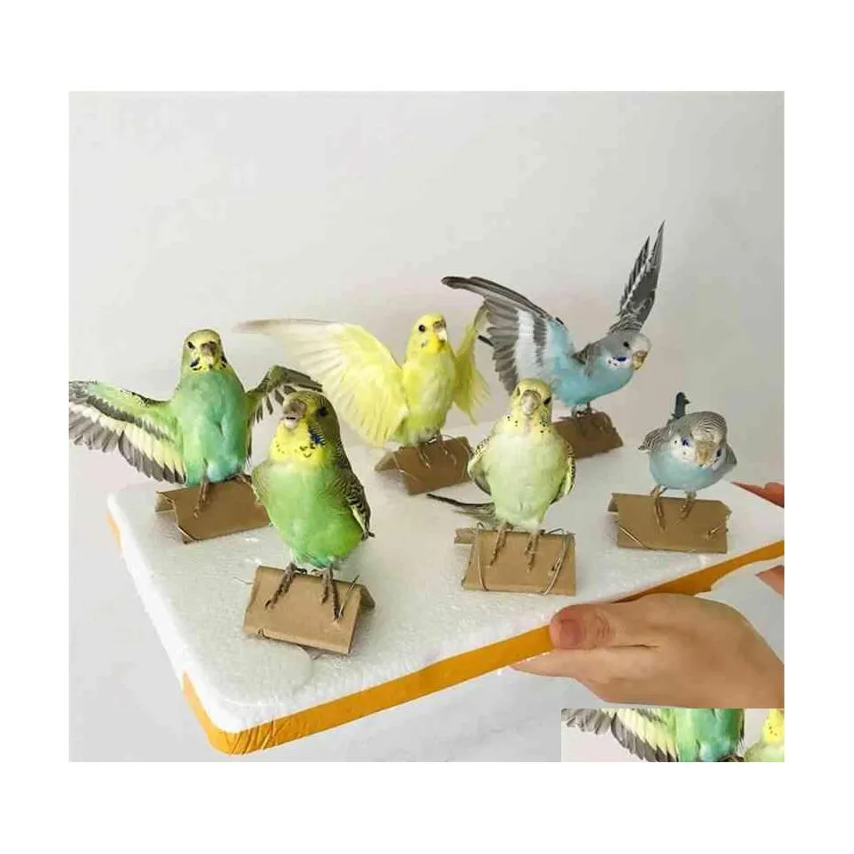 Kunst en ambachten taxidermie vullen Euraziatische papegaai specimen onderwijs / decoratie 210727 drop levering home tuin dhvmt