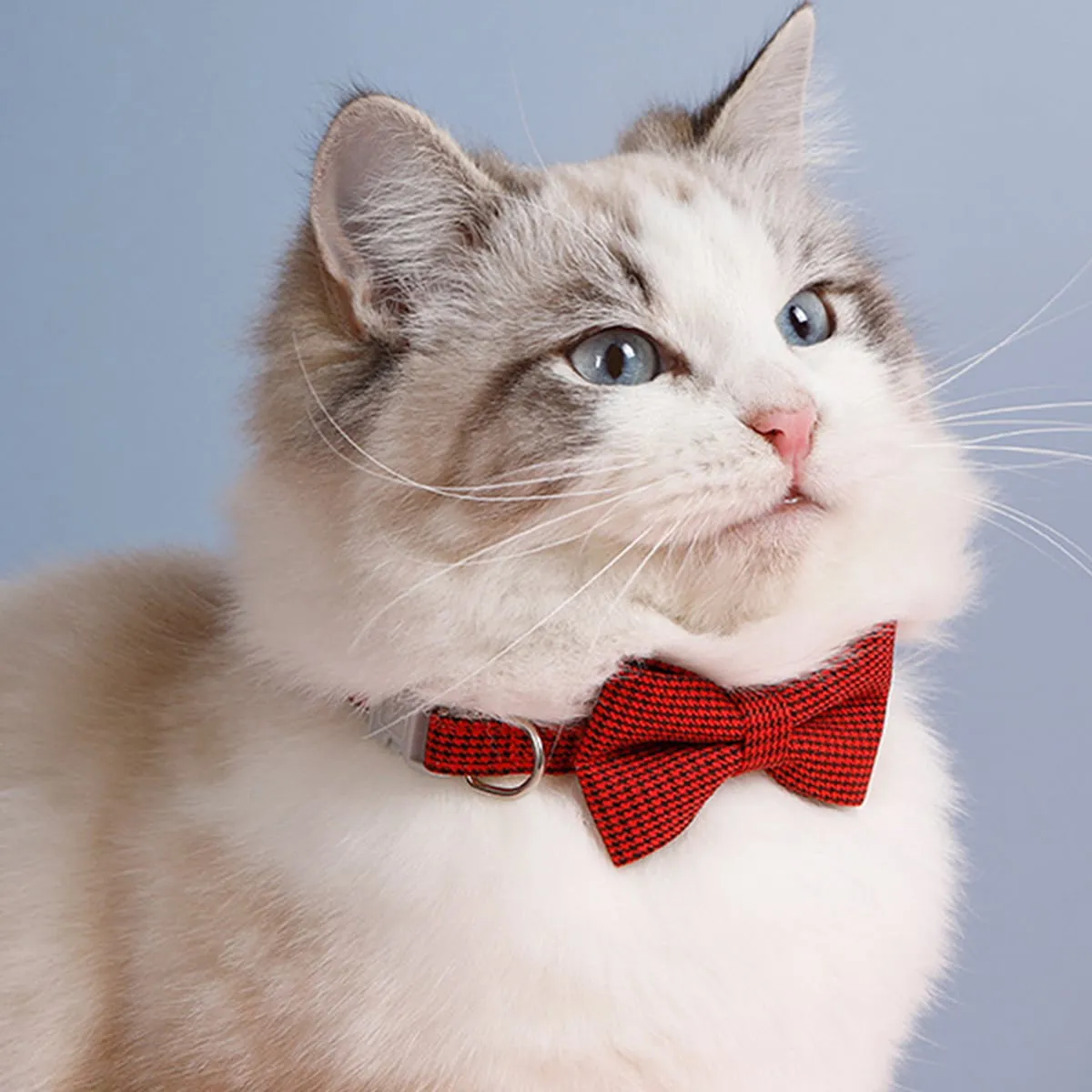 Pet bow top