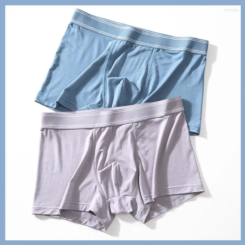 Underpants Modal MEN'S Underwear Pure Cotton Boxers Logo Young Four Corners Brand Factory