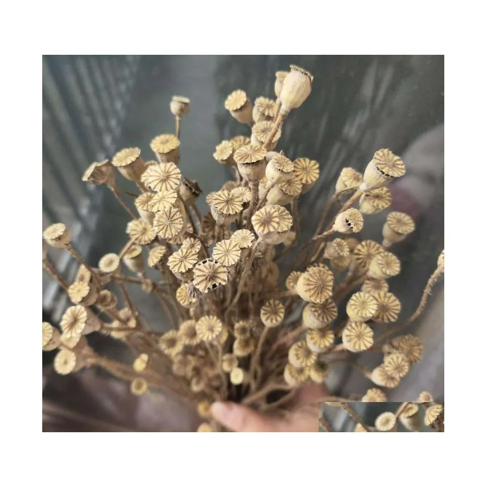 Decorative Flowers Wreaths About 5060Pcs/2040Cm Natural Dried Campana Branch Real Fruit Arrange For Wedding Home Decoration Drop D Dhigu