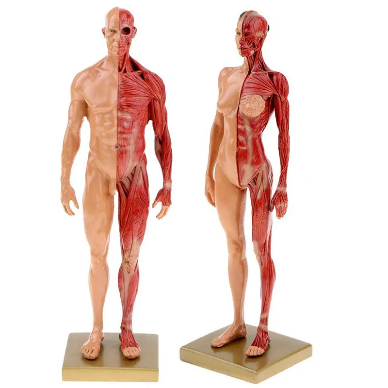 Другая офисная школа поставляет 30 см смола, анатомия, модель скелета для мышц человека 230130
