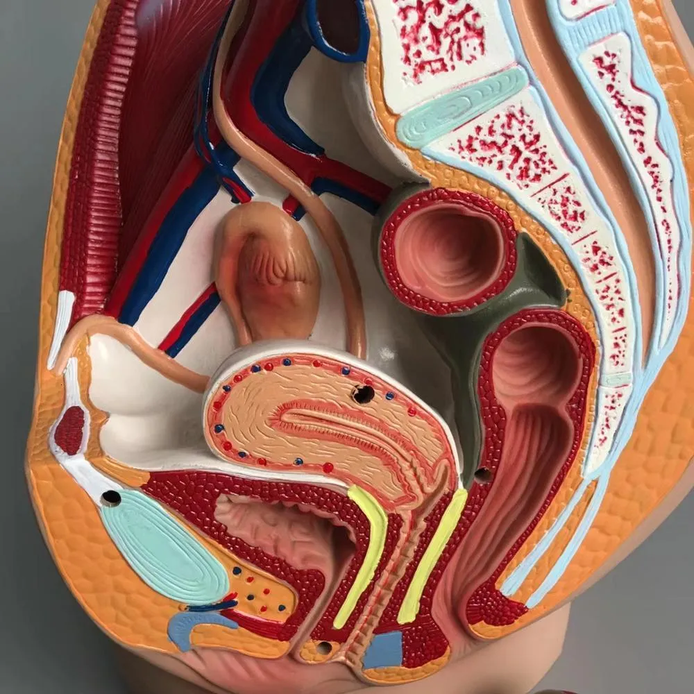 Autres fournitures scolaires de bureau Science Vagin féminin Modèle anatomique Lifesize Section sagittale médiane Structure de la cavité pelvienne humaine 230130