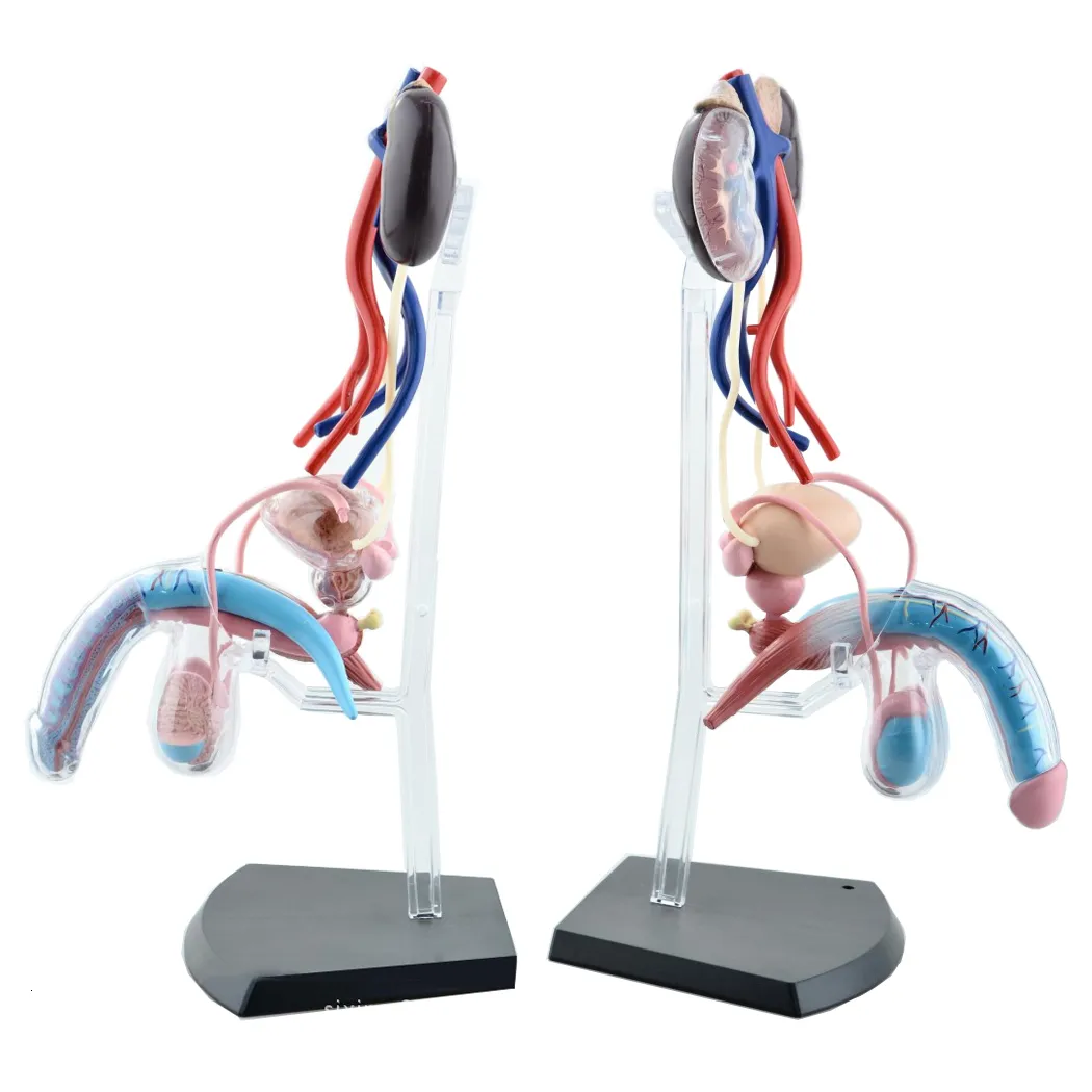 Other Office School Supplies Sexual Female Organ Models Male Reproductive System 4d Human Body Anatomical Teaching 230130