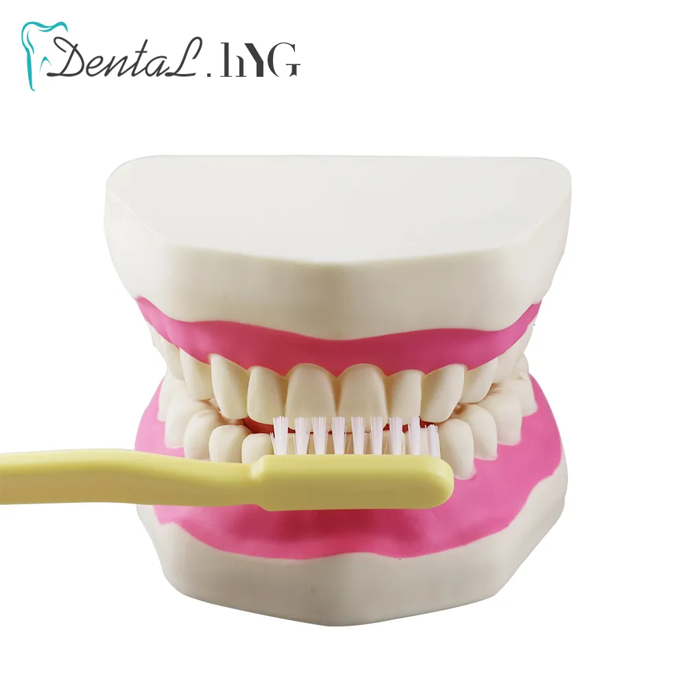 Outros dentes modelo de higiene oral modelo de escovação normal 6 vezes com escova de dentes grande modelagem de ensino dental cuidados orais produtos odontológicos 230802
