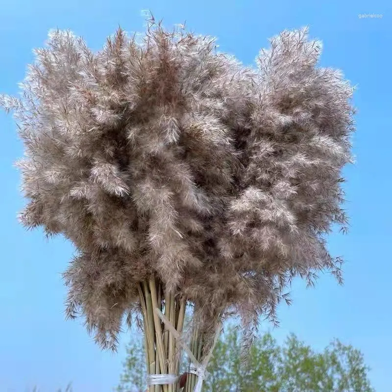 Flores decorativas naturais secos pampas grama junco monte colorido lindos acessórios natal casa decoração presente de casamento phragmites