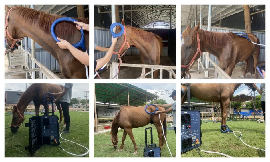 Equine Health PEMF for Horse Magneto Loop Spinal Instability Magnetic Therapy Machine Equine health pemf magnetic loop therapy machine for horse - Honkay equine pemf machine,pemf machine for Equine,pemf machine for horses,pemf therapy machine for horses,pemf machine