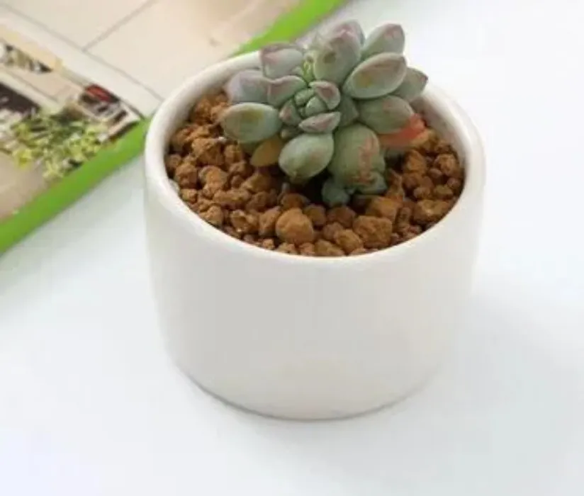 ceramic bonsai pots wholesale mini white porcelain flowerpots suppliers for seeding succulent indoor home Nursery planters