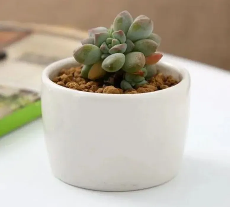 ceramic bonsai pots wholesale mini white porcelain flowerpots suppliers for seeding succulent indoor home Nursery planters