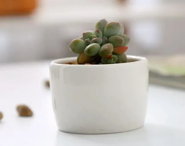 Ceramic Bonsai Pots Wholesale Mini White... From Likefire, $248.29 |  DHgate.Com