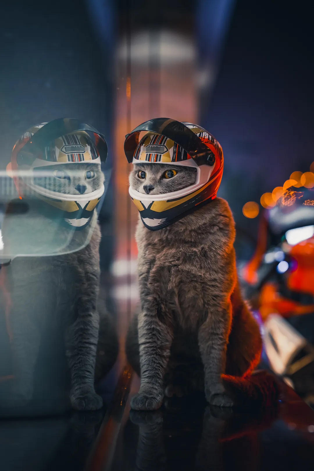 Кот в шлеме