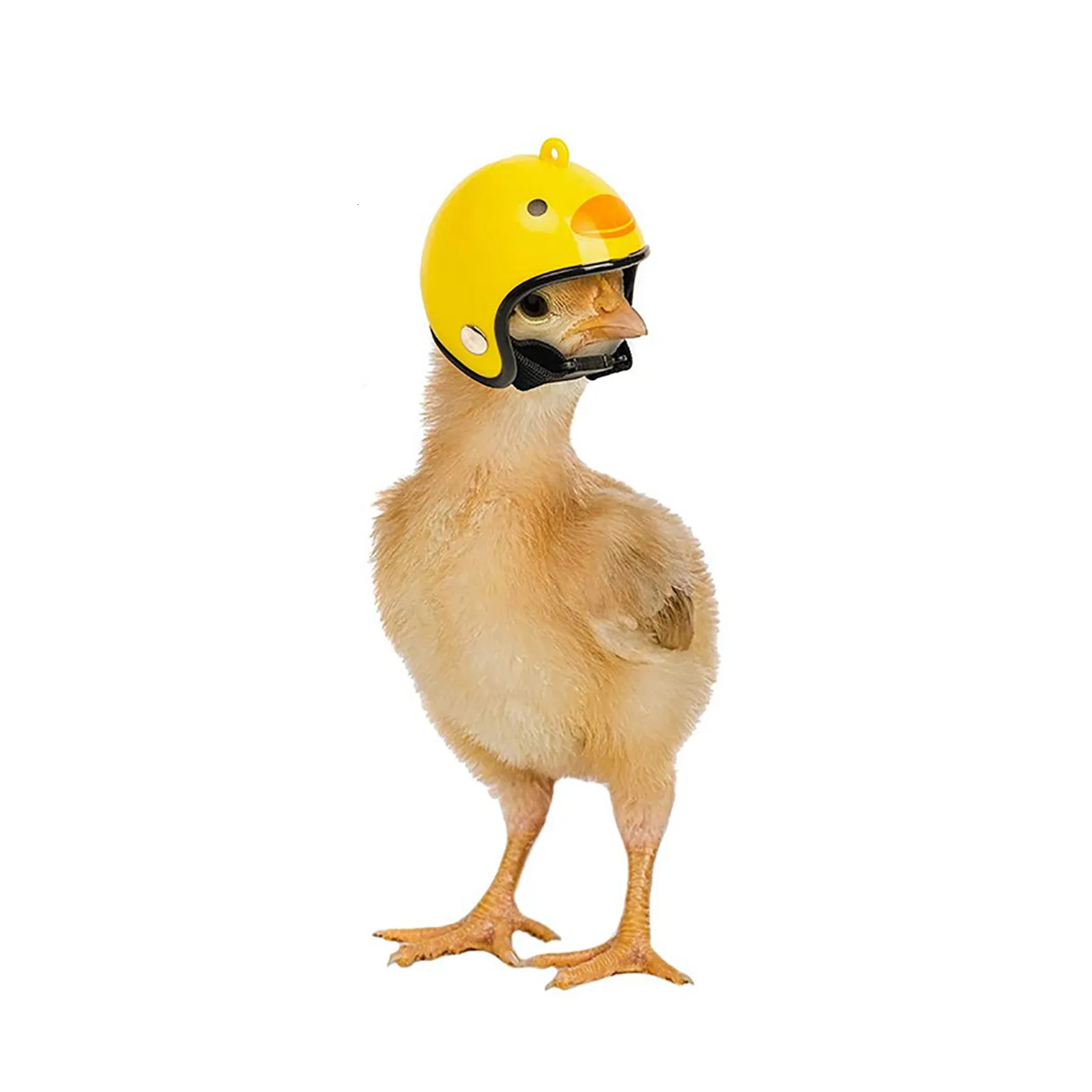 Casque de vêtements pour chiens Bird Bird Hat Protection Poulet Casque accessoic Accessori Clothing Pet Bird Pet Supplies 230812