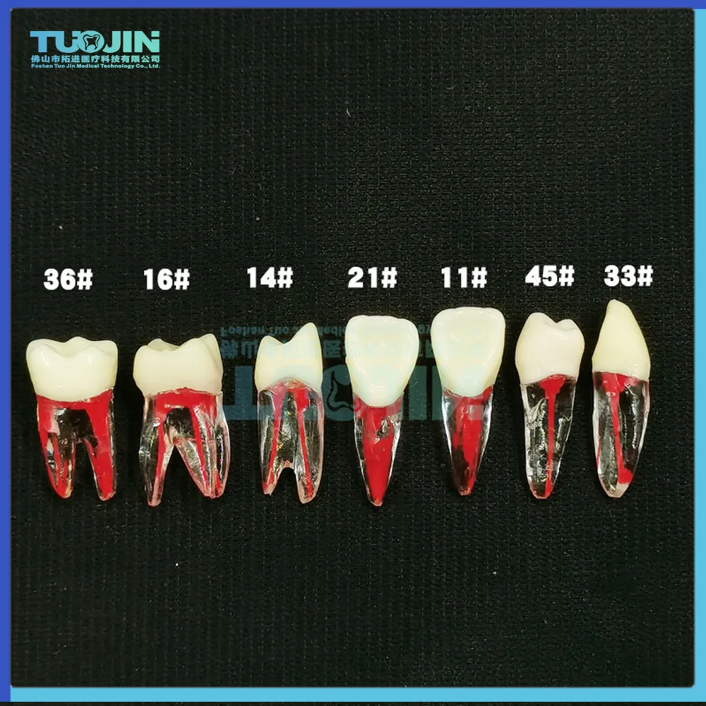 Andere orale hygiëne tandheelkundige endodontische wortelkanaal rct oefenen endo tanden tandmodel pulpstudie 230815