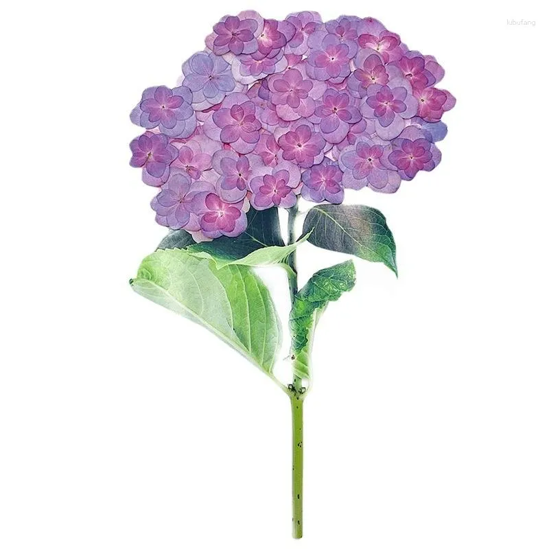 Dekorativa blommor pressade blomma för harts dubbla kronblad hortensia torkade smycken diy hantverk naglar dekor ljus tvål gör 12 st/24 st