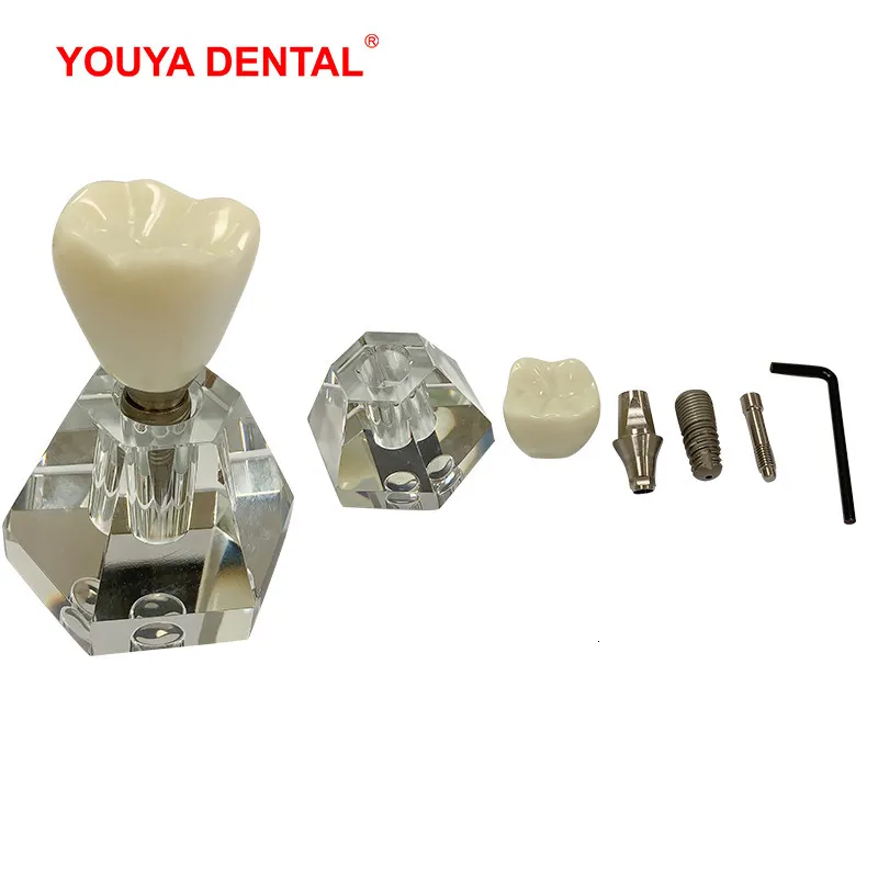 Otro modelo de implante de dentalidad dentista de higiene oral modelo transparente de práctica dental de implante dental modelos de dientes de odontología desmontable suministros dentales 230815