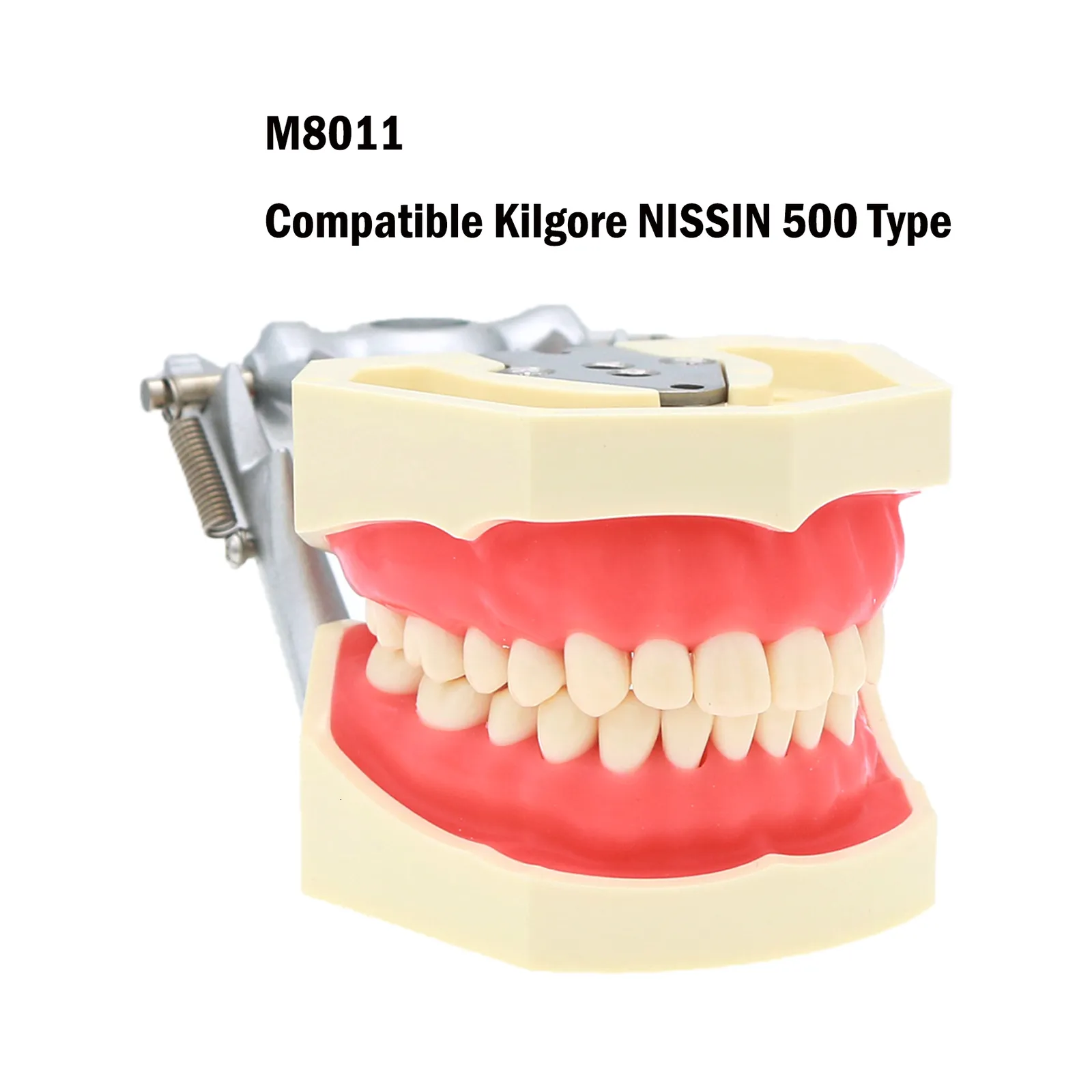 その他 NISSIN DENTAL MODEL TOOTH ANATOMY (ANA) | STUDY MODEL WITH REMOVABLE TEETH [PE
