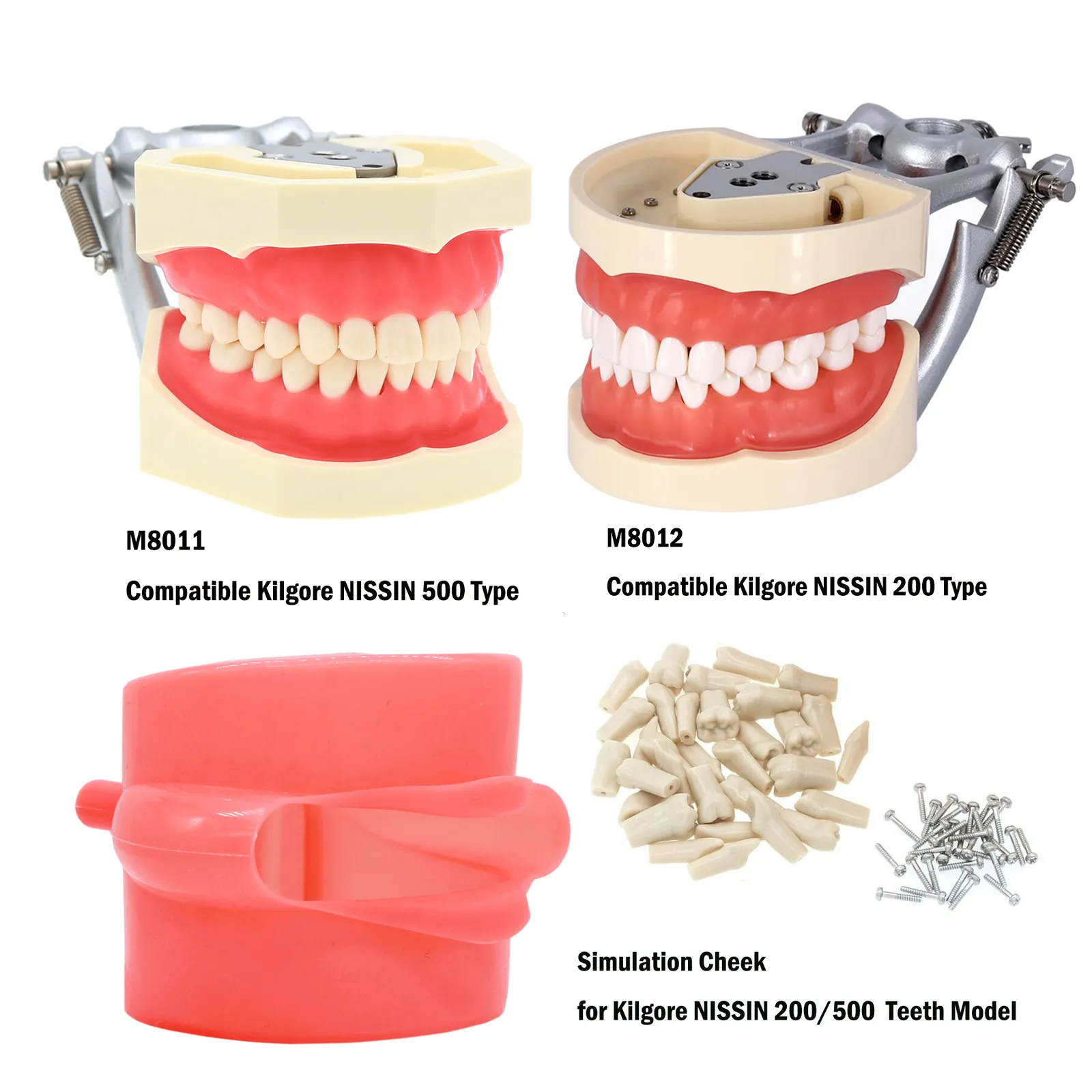 Dental Typodont Model Teeth Removable, Soft Rubber Cheek