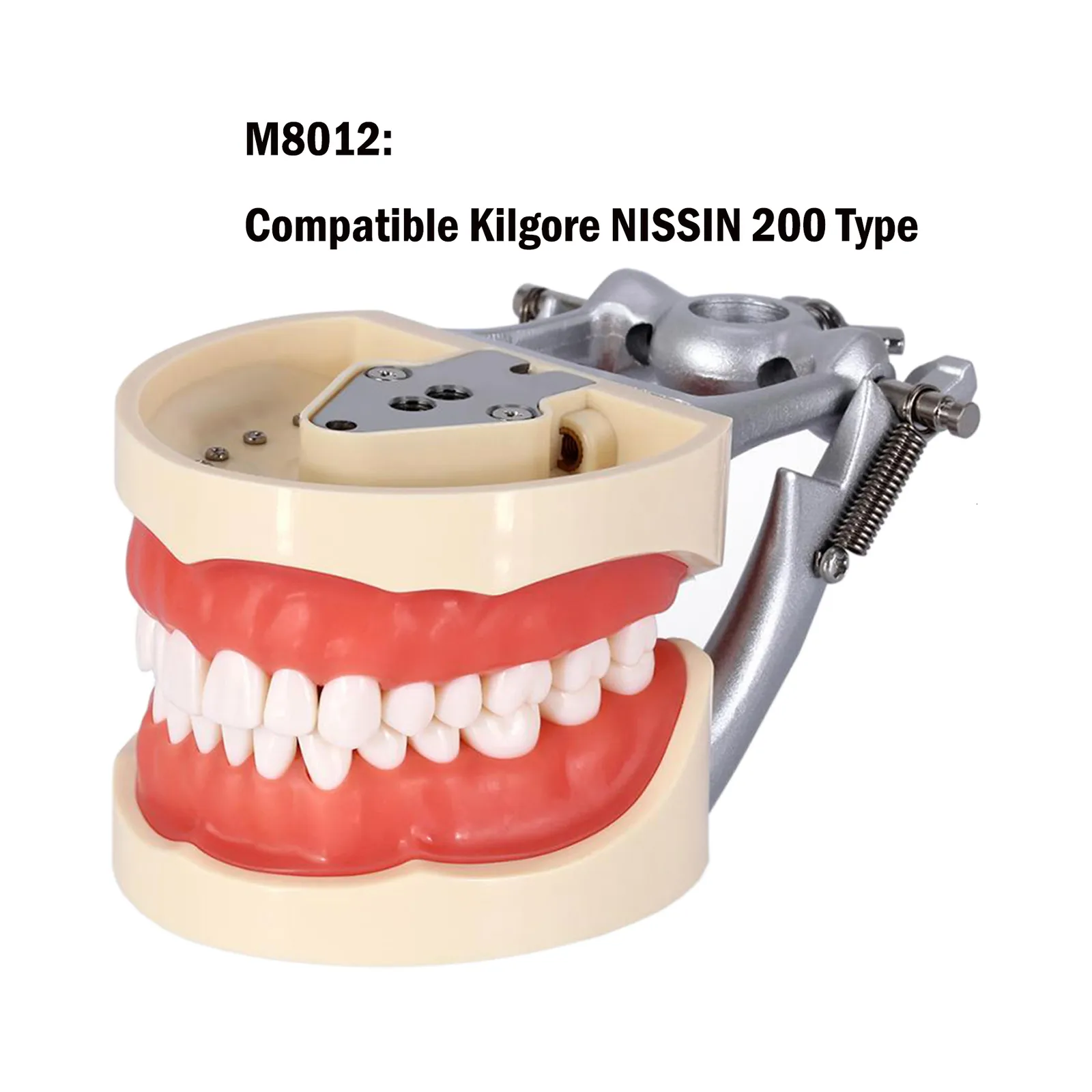 Dental Typodont Model Teeth Removable, Soft Rubber Cheek