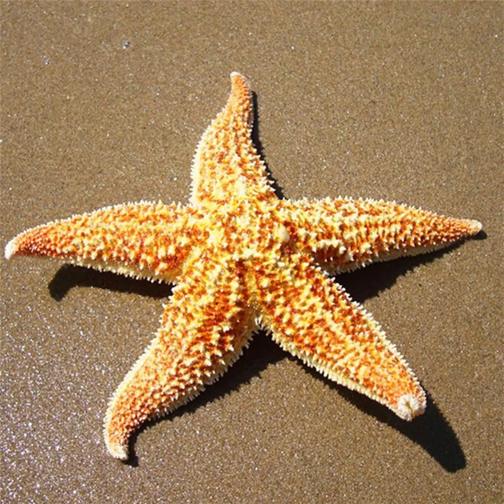 Figurine di oggetti decorativi 10-16 cm Ornamenti di stelle di stella secca naturali Sea Star Beach Shells Craft Wedding Party Home Props Decoration Accessori 230816