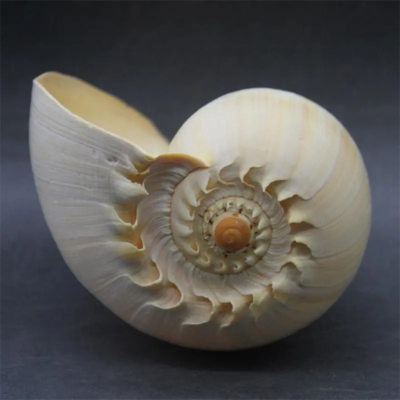 Dekorativa föremål Figurer 17-19cm Natural Conch Shell Large Yellow Sea Snail Aquarium Decoration Landscaping Succulent Creative Ornaments Gifts 230816