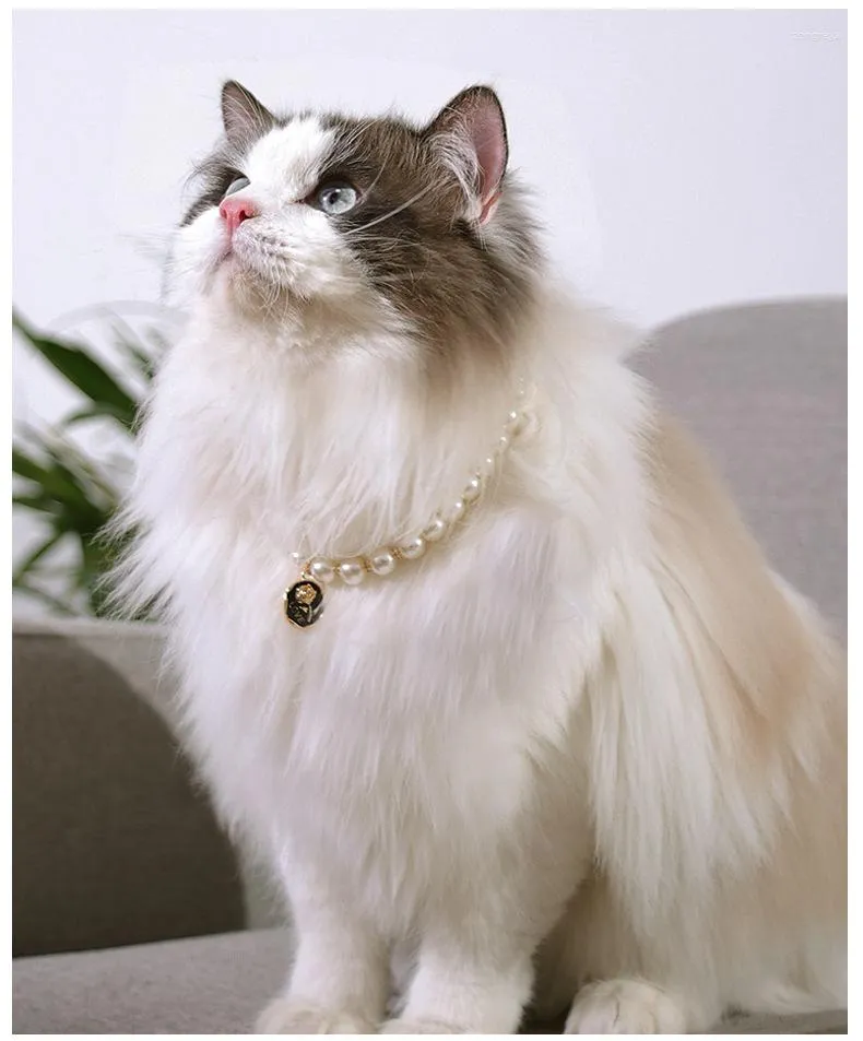 Collars for long haired cats sale