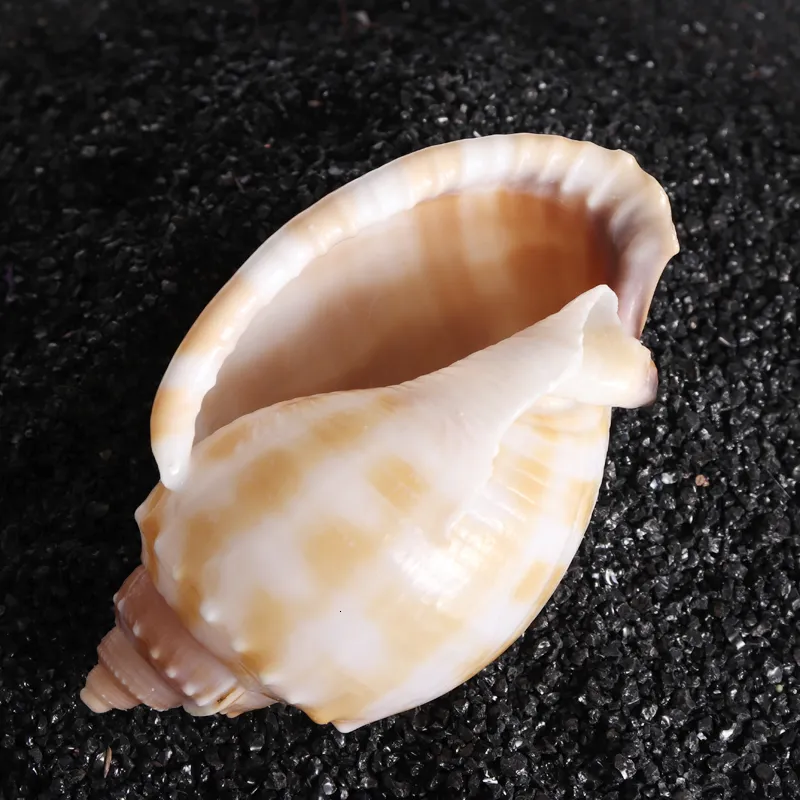 Decorative Objects Figurines 7-8cm Large Conch Shell Natural Sea Shell Conch for Fish Tank Fish House Decor Home Table Party Ornaments Crafts 230816