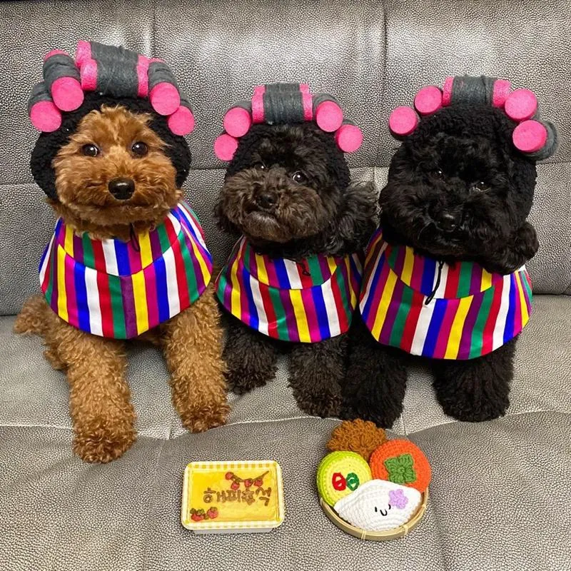 Dogs apparel & clearance accessories