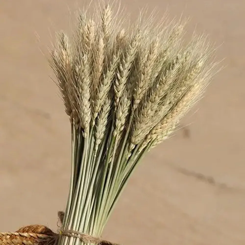 Couronnes de fleurs décoratives 50 tiges/ensemble fleur d'oreille de blé naturel fleurs séchées pour la décoration de fête de mariage décoration de salon bricolage bouquet de blé artisanal 230828