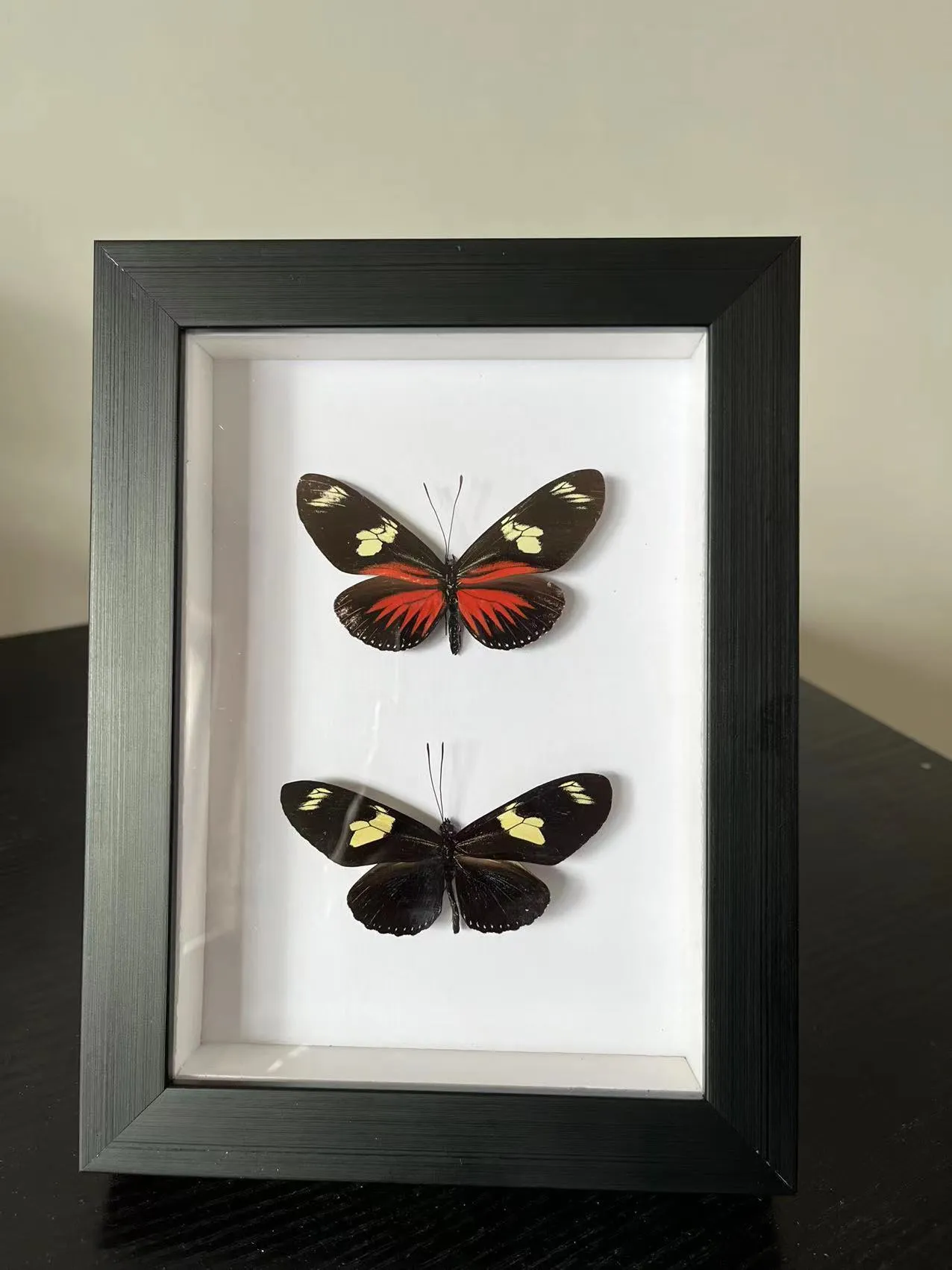 Objets décoratifs Figurines papillon spécimen réel spécimen de papillon po cadre artisanat / spécimen de papillon œuvre d'art matériel décor 230830