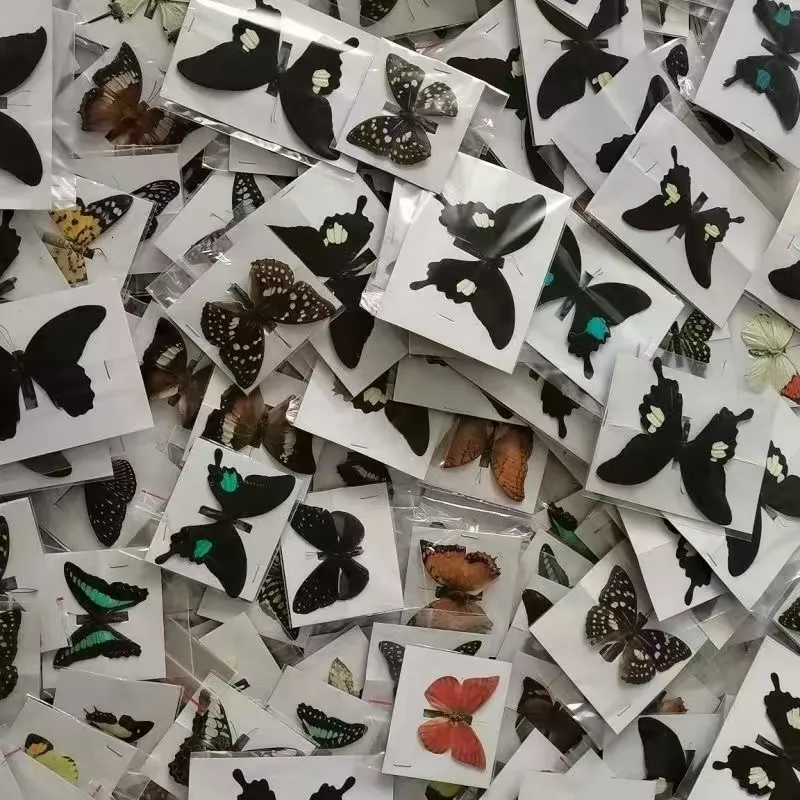 装飾的なオブジェクトの置物10pcs自然本物の自然な蝶の標本アートワーク素材カラフルな混合ルパピヨンホームデコレーションDIY 230830