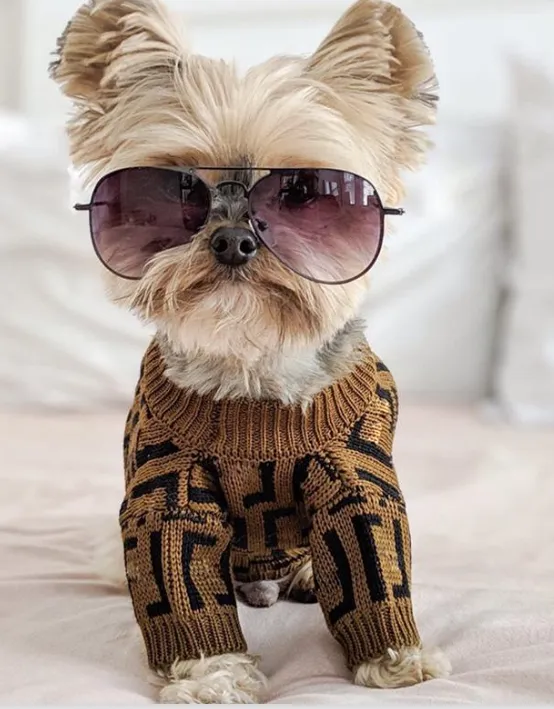 Clearance dog clothes online