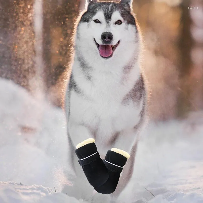 Husky top puppy shoes