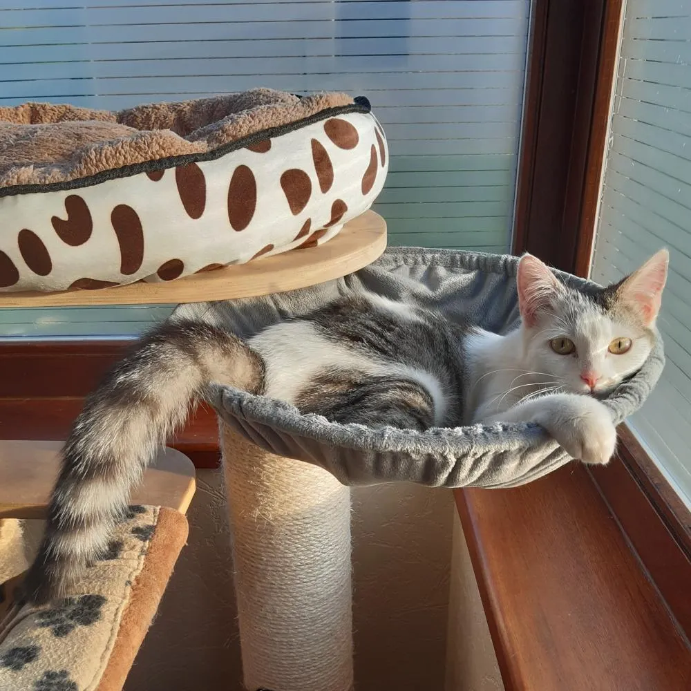 Softcat Pet Bed Thick Plush Cat Hammock With Big Capacity And Big Cat