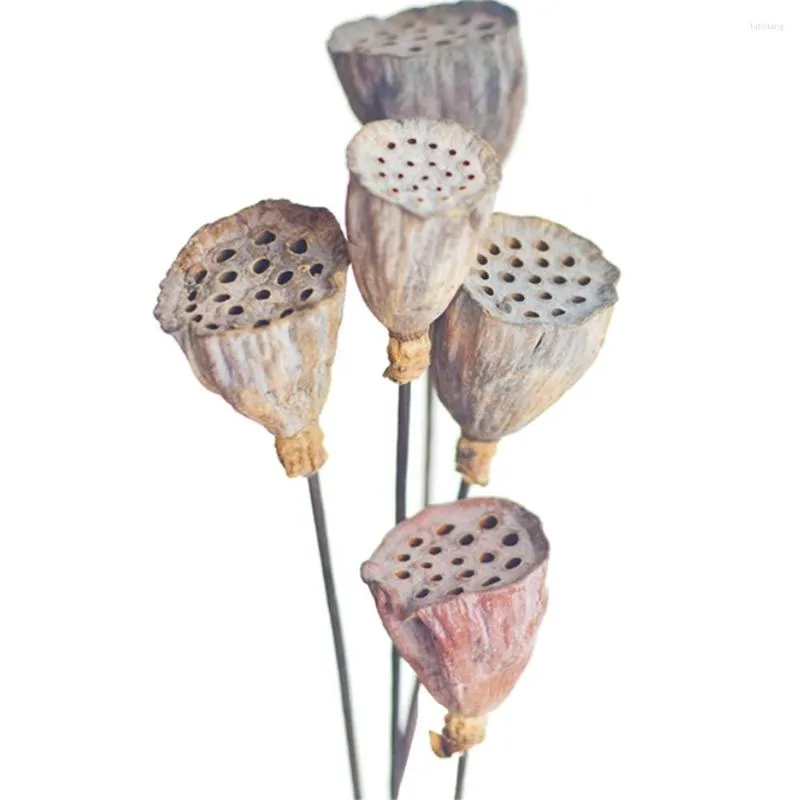 Fiori decorativi Bonsai secchi Decor Seedpod di loto 5 pezzi Ramo artificiale Fiore Piante vere Mazzi naturali di piccole dimensioni