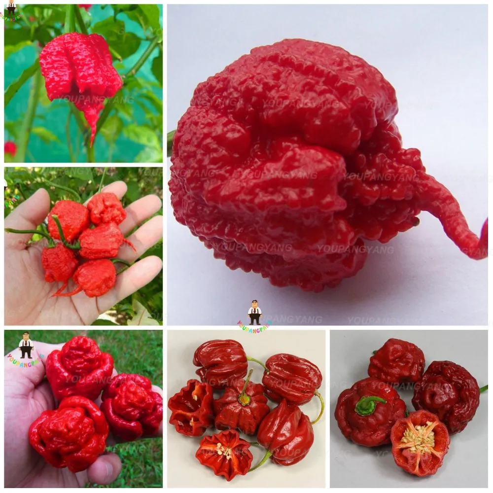 100 SZTUK Czerwony Świeże Carolina Reaper Papryczka Chili Sadzenia bonsais Super Hot chili Nasiona rośliny dekoracja do przydomowego ogrodu Warzyw