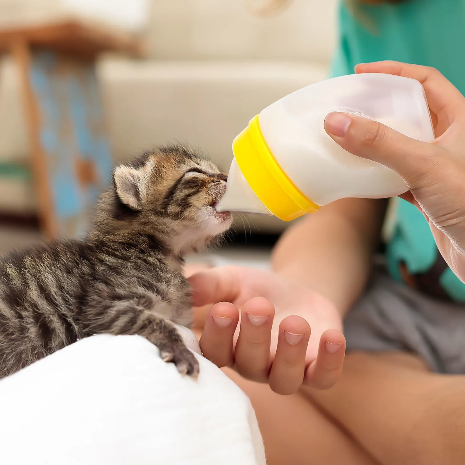 Cat water bottle for humans online
