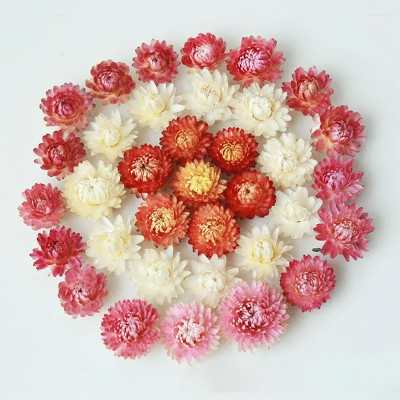 Dekorativa blommor Daisy Straw Chrysanthemum Gomphrena Dry Real Head Handgjorda blommmaterial grossist DIY